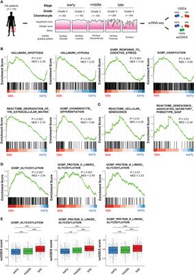 Bioinformatic analysis reveals potential relationship between chondrocyte senescence and protein glycosylation in osteoarthritis pathogenesis